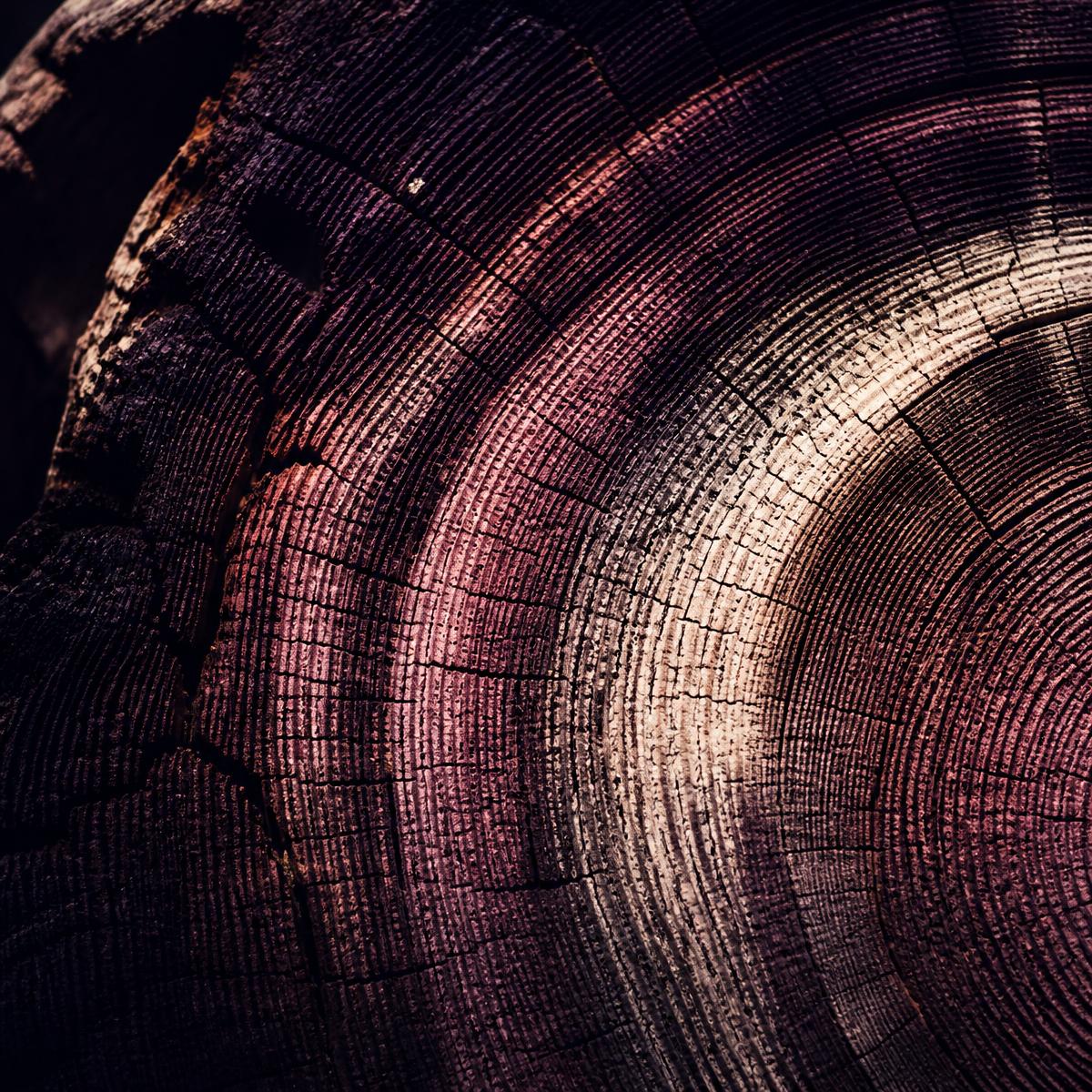 Growth rings, in cross-section